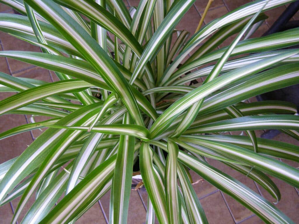 Care for a Spider Plant - 2023 Guide