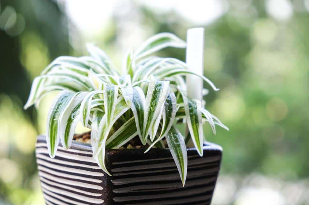 Care for a Spider Plant - 2023 Guide
