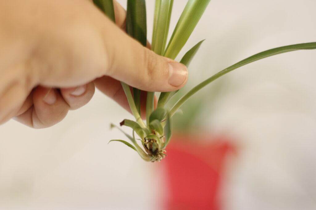 Propagating Spider Plant in Care for a Spider Plant - 2023 Guide