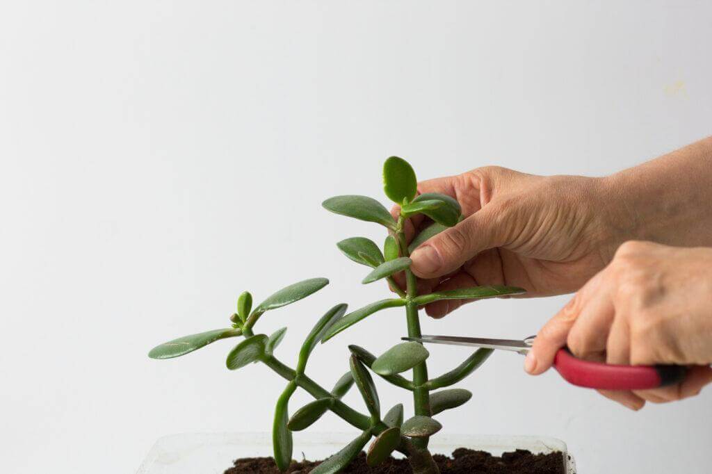 How to care for a jade plant