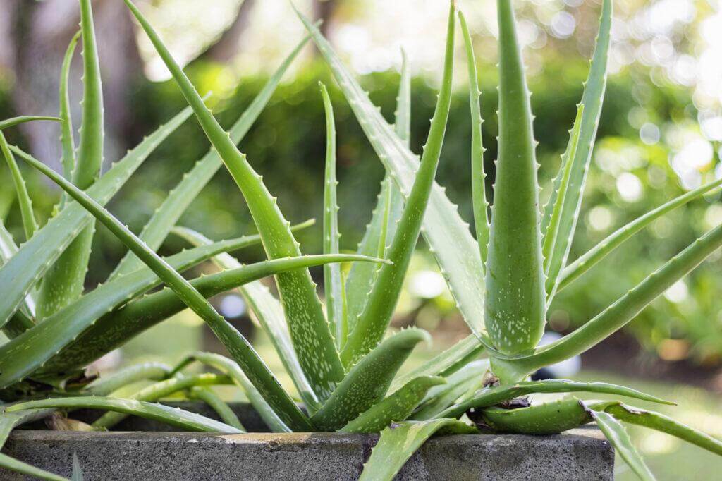 Aloe Vera Plant Care Guide