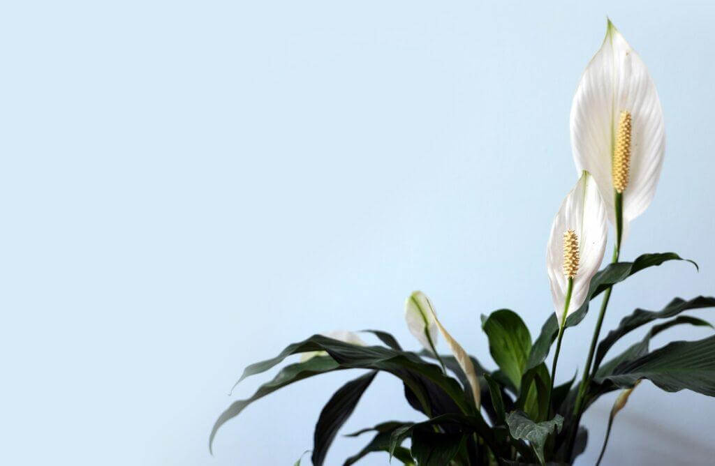 how to care for a peace lily plant