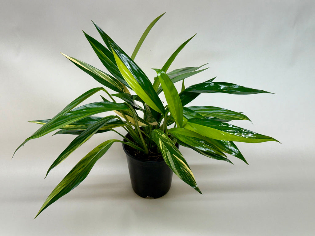 Pothos 'Silver Streak Variegated'