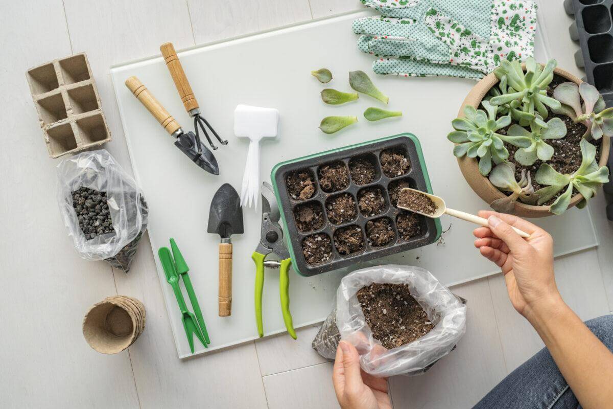 The Beginner's Guide to Indoor Gardening: 10 Essential Tips for Success