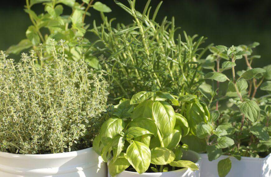 Top 10 Culinary Herbs to Grow Indoors: Enhancing Your Home-Cooked Meals