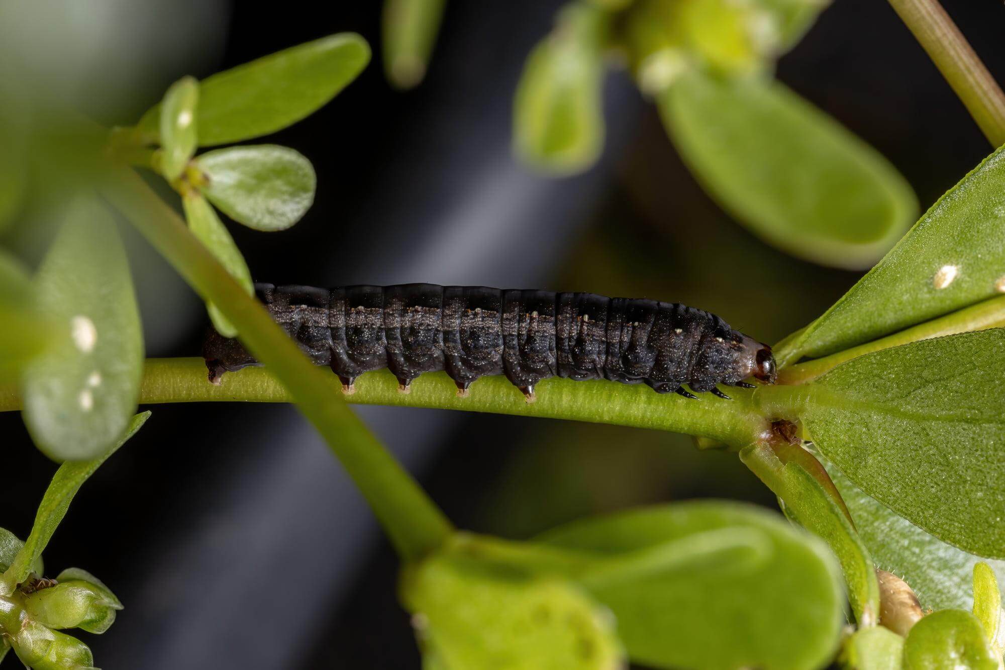 12 Indoor Houseplant Pests and Diseases: Prevention, Identification, and Treatment
