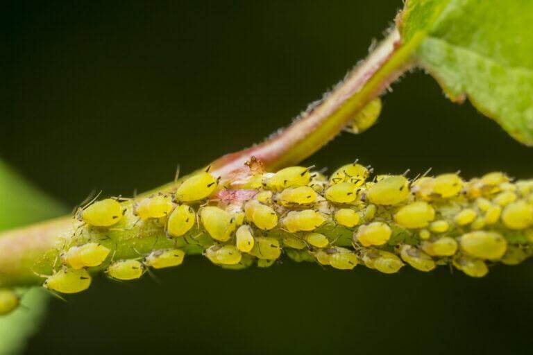 The Top 10 Indoor Plant Pests: Identifying and Managing Common Intruders