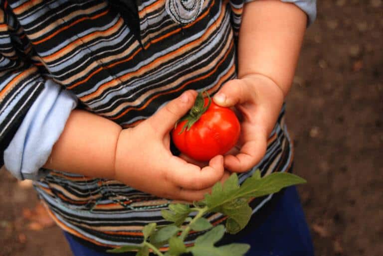 Fun Indoor Gardening Projects for Kids: Hands-On Learning and Play