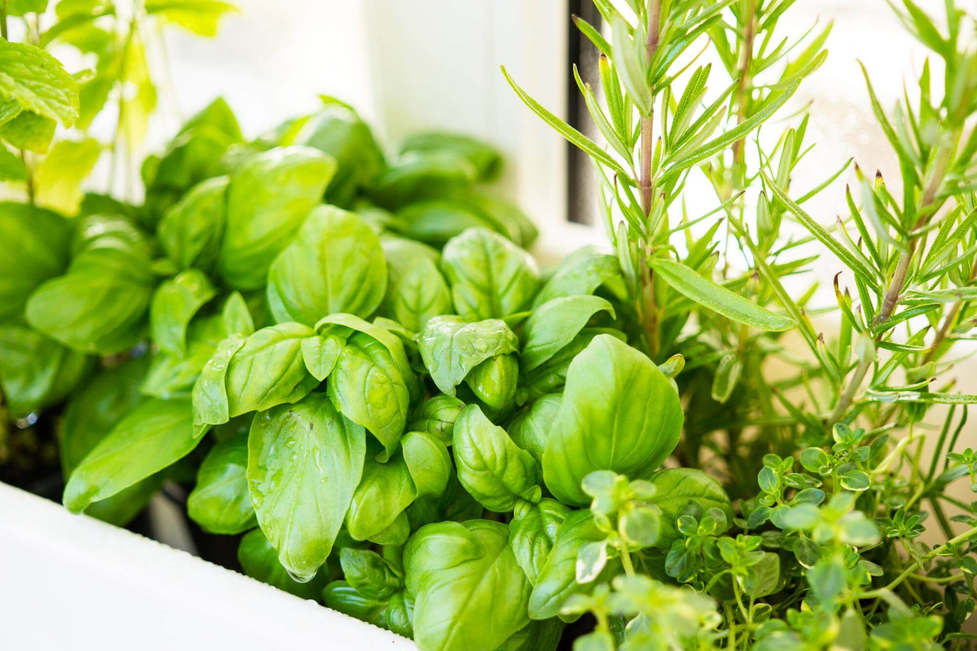 Indoor Herb Gardens: Ultimate Guide to Growing Fresh Herbs