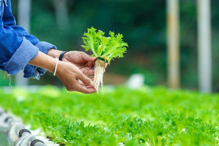 An Introduction to Hydroponic Indoor Gardening: Growing Plants Without Soil