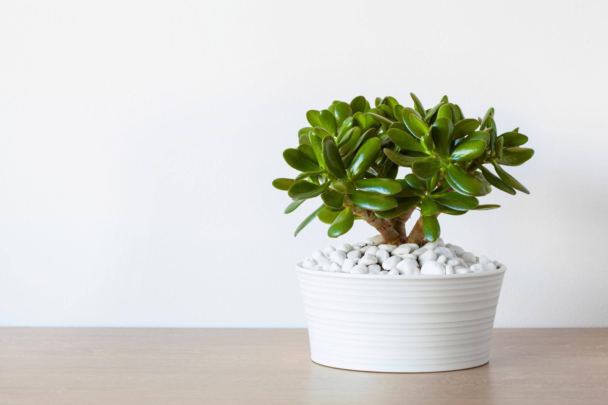 How to Care for a Jade Plant