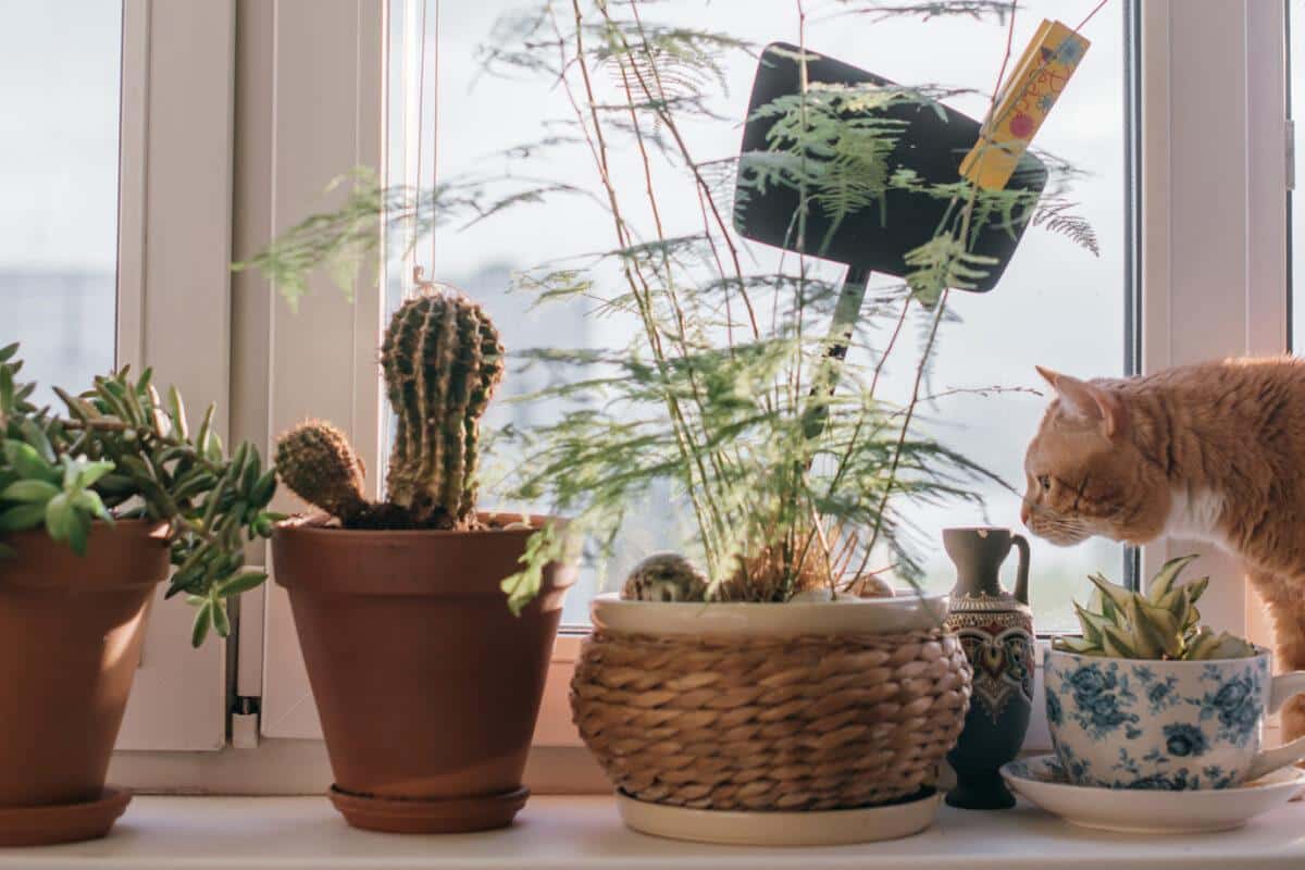 Top 10 Pet-Friendly Indoor Plants: Non-Toxic Options for Your Home