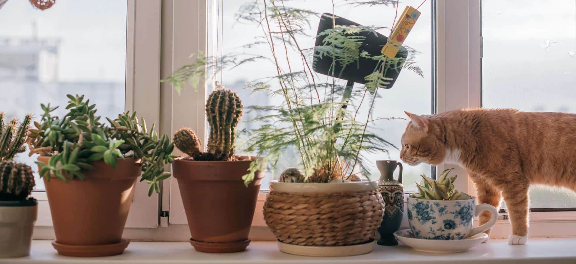 Top 10 Pet-Friendly Indoor Plants: Non-Toxic Options for Your Home