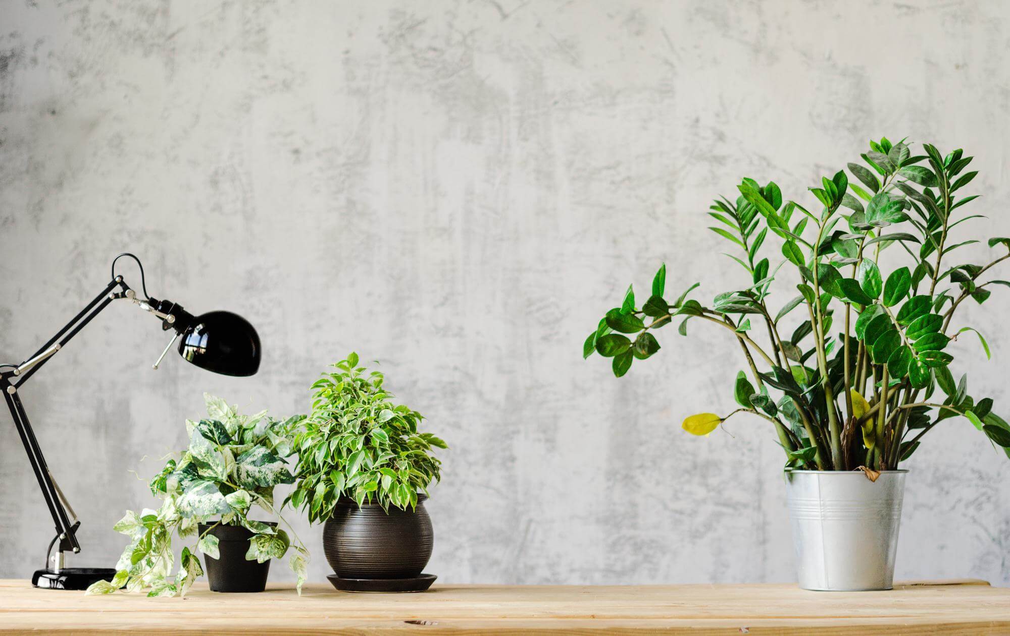 The Ultimate Guide to Selecting the Perfect Indoor Plants for Your Home