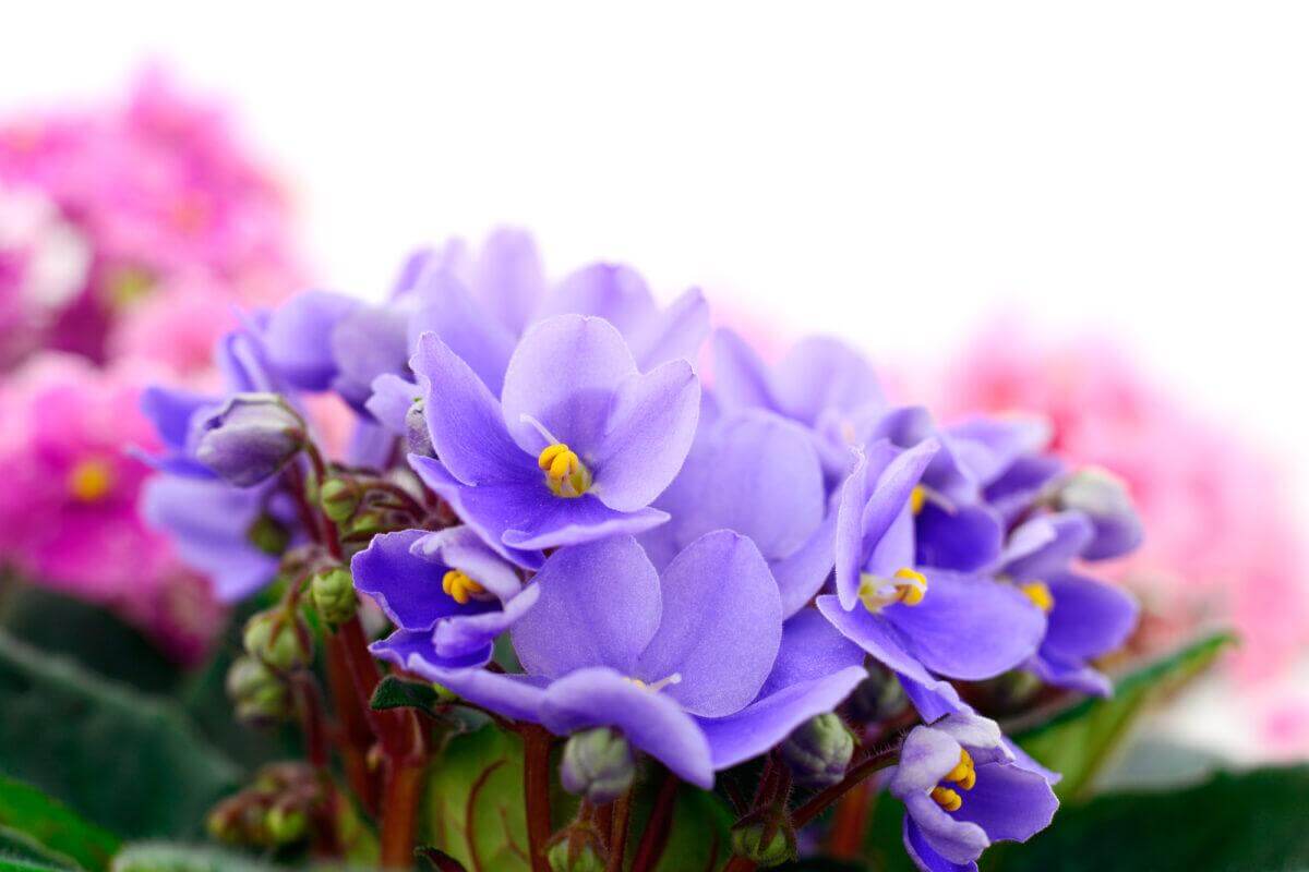 How to Care for African Violets