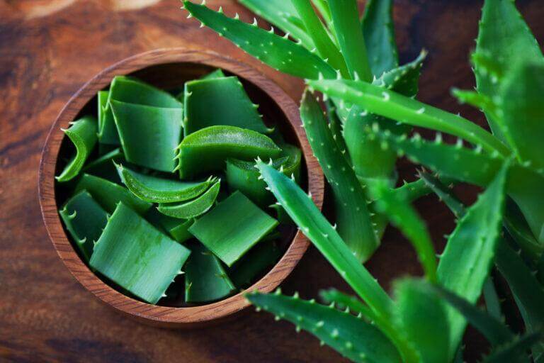 Aloe Vera Plant Care Guide