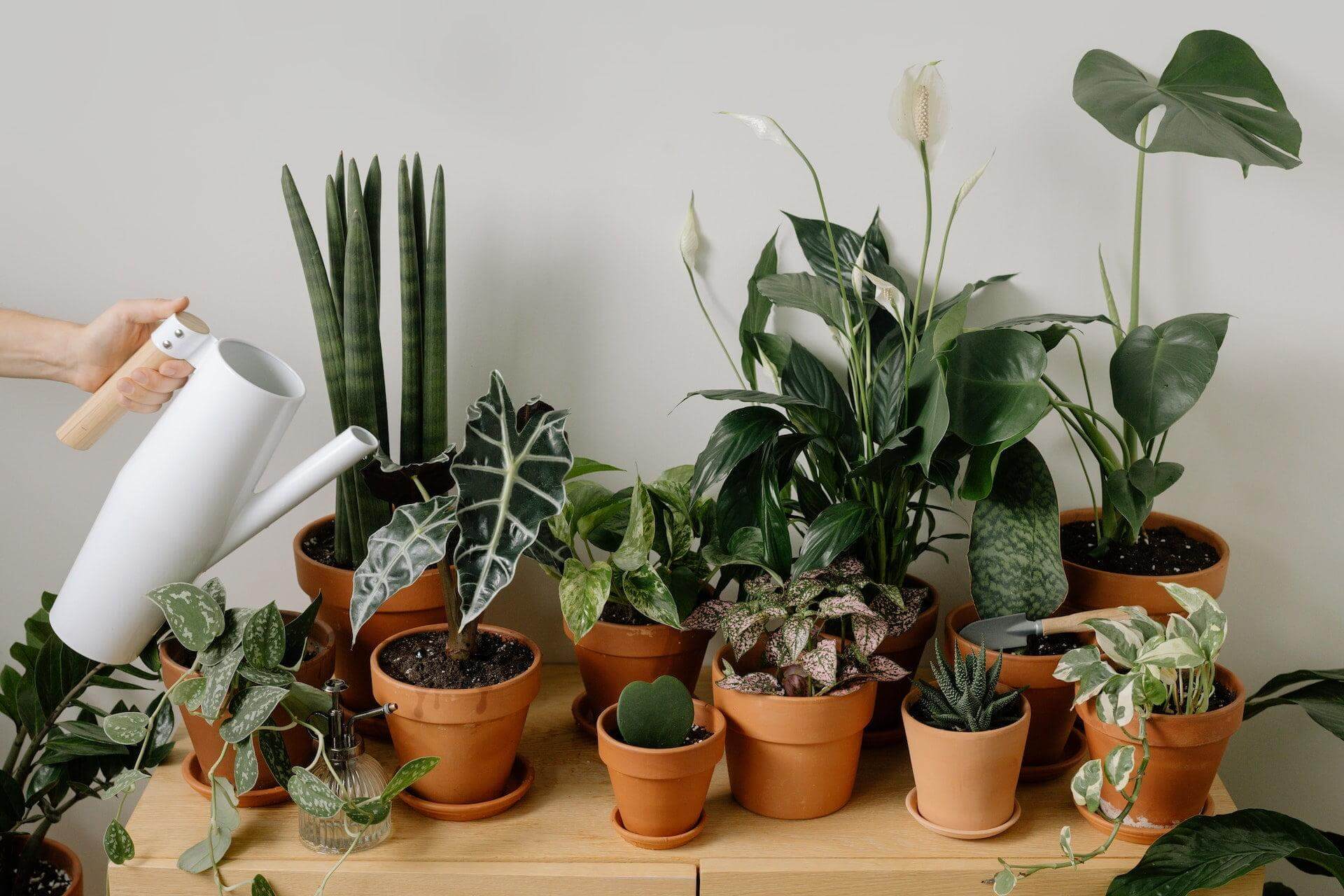 The Basics of Indoor Gardening - An Introduction for Beginners