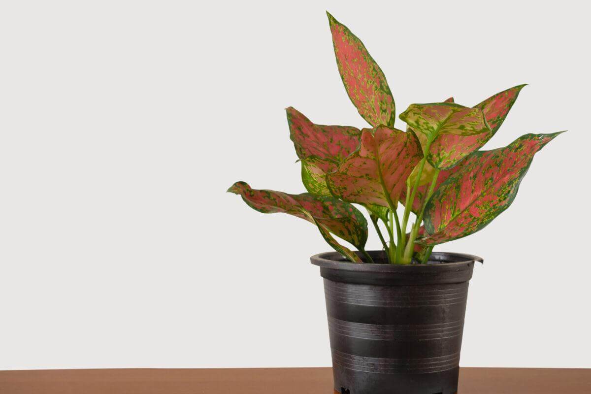 The Top 10 Easy to Grow Indoor Plants for Beginners