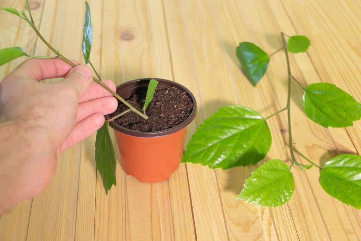 From Seeds to Saplings: Ultimate Beginner's Guide to Indoor Plant Propagation