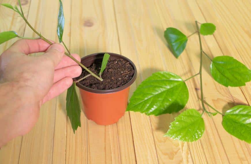 From Seeds to Saplings: Ultimate Beginner's Guide to Indoor Plant Propagation