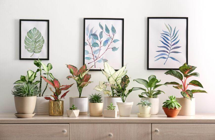 Top 10 Indoor Plants for Home Decor: Beautiful and Easy-to-Care-For Options