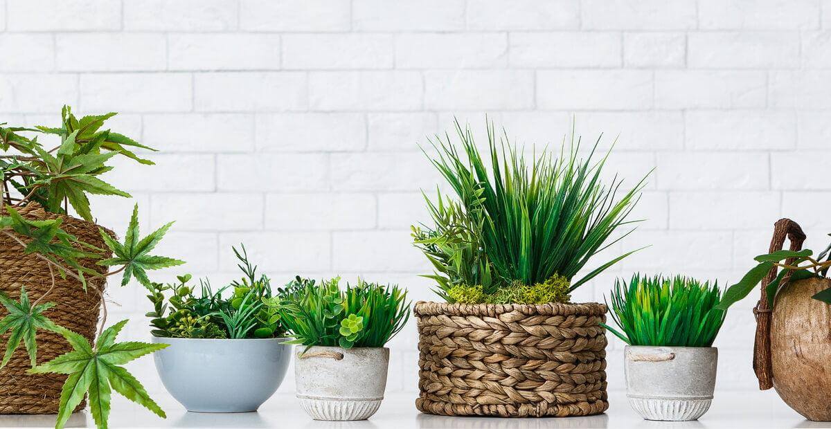 Choosing the 13 Best Low Maintenance Plants: Exotics to Indoor Plants for your Garden