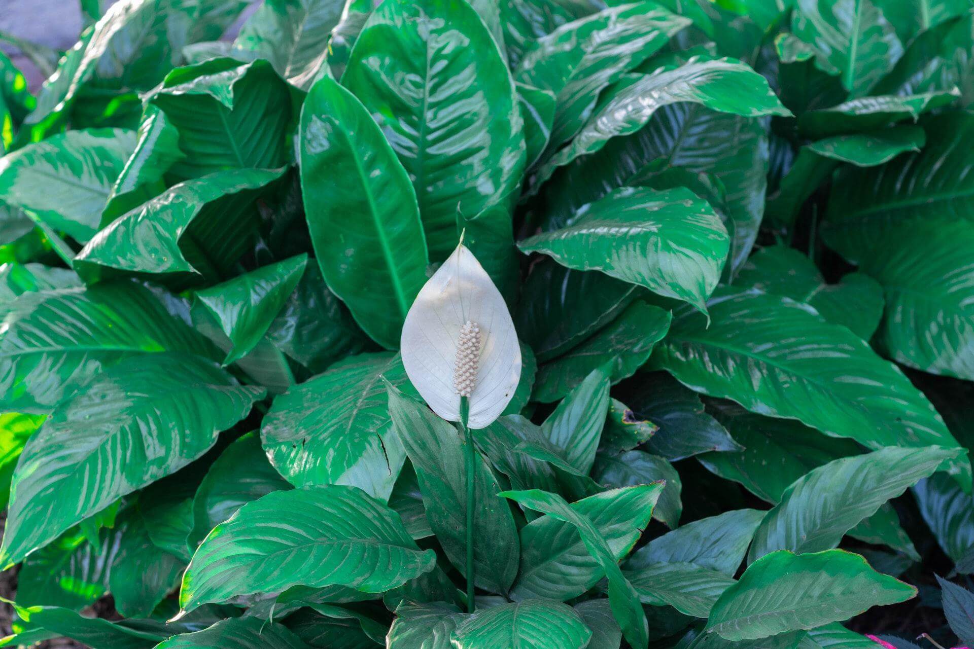 How to care for a peace lily