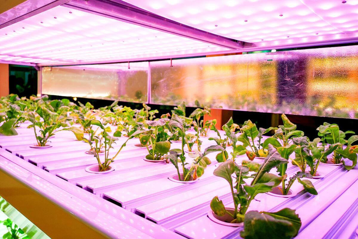 a Hydroponics in growing technology
