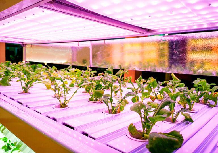 a Hydroponics in growing technology