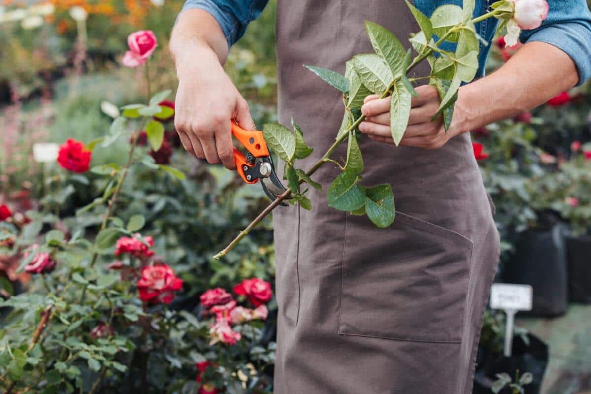 The Beginner's Guide to Pruning and Maintaining Healthy Indoor Plants