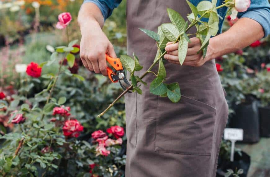 The Beginner's Guide to Pruning and Maintaining Healthy Indoor Plants