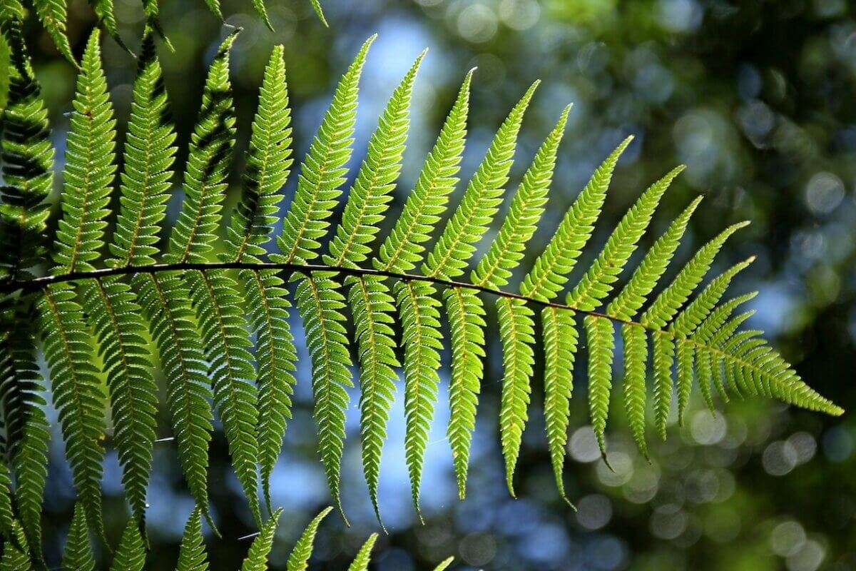 Boston Fern Plant Care Guide