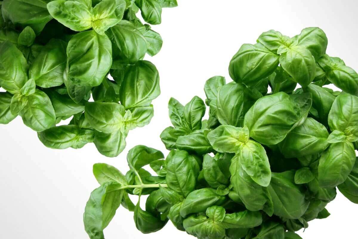 How to care for a basil plant