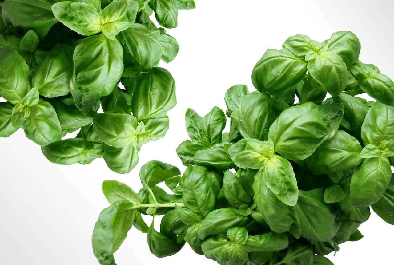 How to care for a basil plant