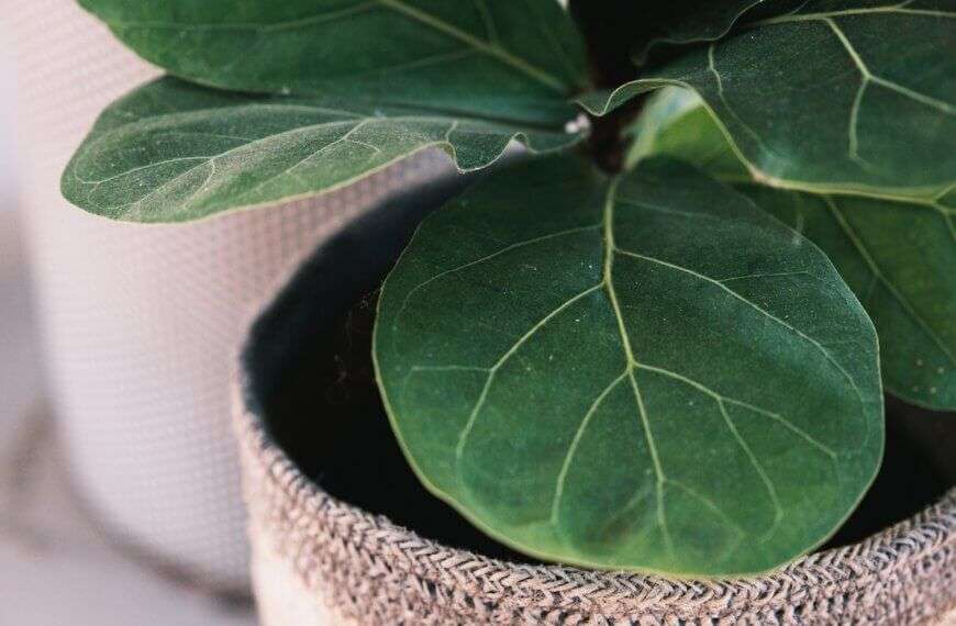 Fiddle Leaf Fig Plant Care Guide